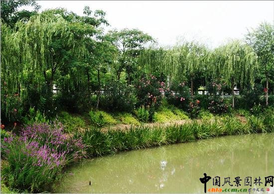 ���y�����@��(y��ng)��ˮ��ֲ��