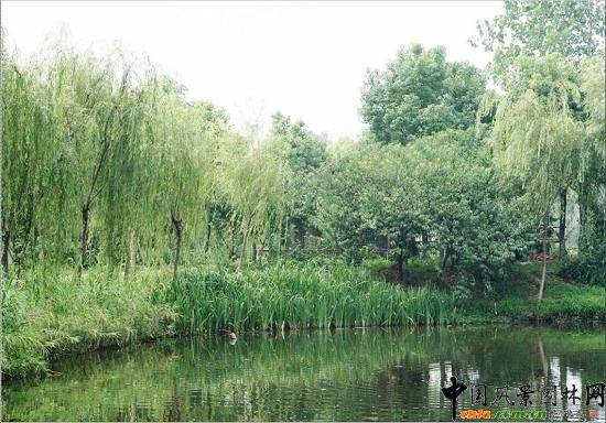 ���y�����@��(y��ng)��ˮ��ֲ��