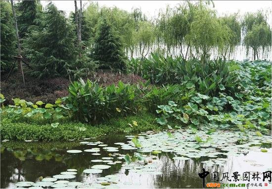 ���y�����@��(y��ng)��ˮ��ֲ��