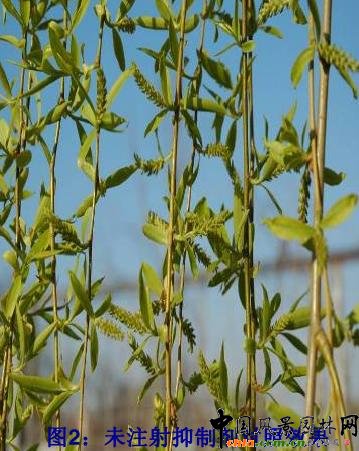 �����w��ʾ��Ч��