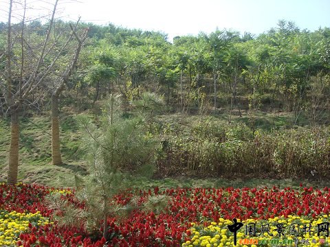 ���ߌÈ@����(hu��)��ϼ�@