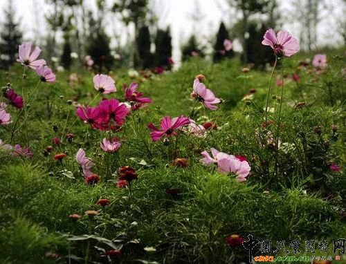 Ⱥ���V����Ұ���M��