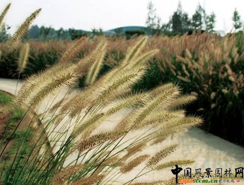 ���~���ġ�����β��