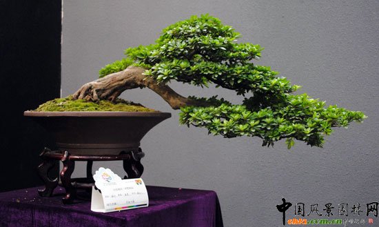 ���ߌû�����(����)�҃�չ--�ؑcչ�^