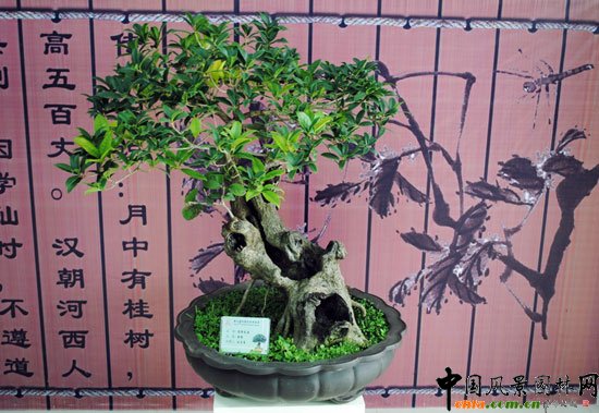 ���ߌû�����(����)�҃�չ--���辰չ