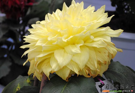 ���ߌû�����(����)�҃�չ--��Ʒ����