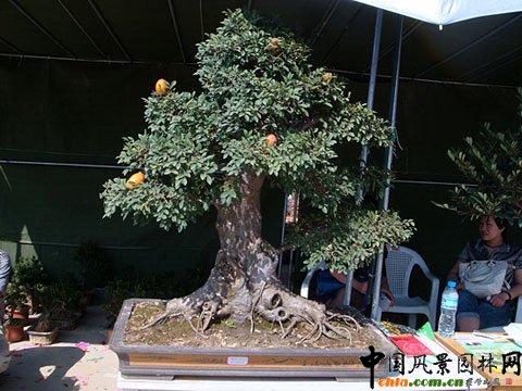 ���ߌ��Ї���ľ���ו��ڽ��A�e�k