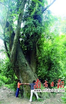 �V�|�B�����@�Fǧ��t��ɼ ����_20����