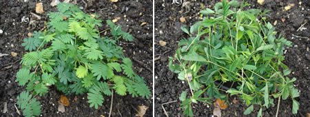 ����10��������ֲ�ǧ�q�mVSʬ�w��