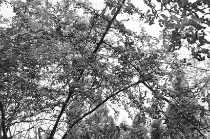 �Ĵ���׃�辰���廨 ���X(qi��n)���tͮͮ