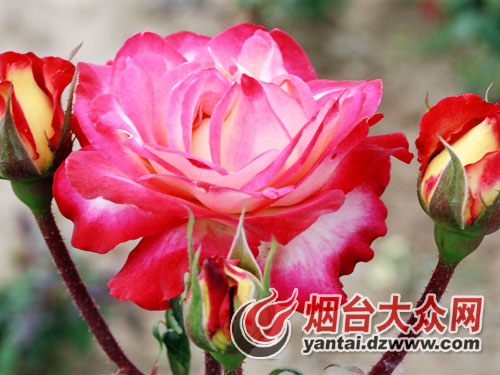 ʢ�_���R���¼���