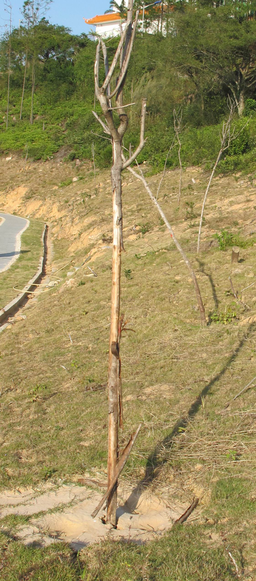 ���Ǹۣ��Ț����پG�� ��ˡ��G�������ˇ@Ϣ