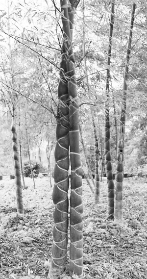 �R��̫��Դ���˷���һ�fԪһ����