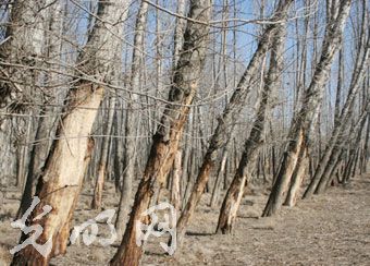 ���^�����F��ľ���������F�� ����ˮ�YԴ�T��