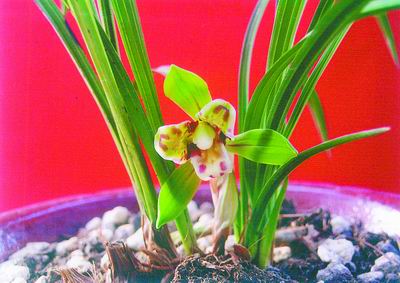 ��(gu��)�m��Ʒ�N�����׵����(�D)