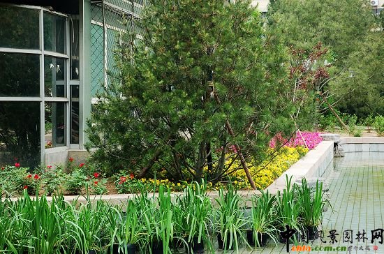 �����ς�(c��)�Nֲ�غ�ˮ�ؽ���Ч��