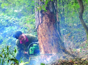 �������x�����{�Ʊ̷�ɭ�ֹ��@���� �֘I�d���ʿ���