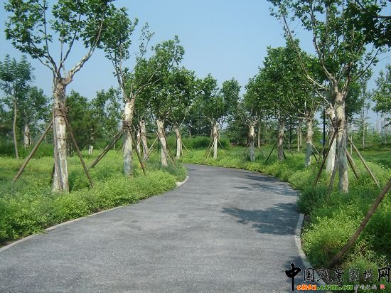 ��·����ֲ��ͩЧ��