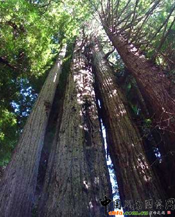 �������ݵļtɼ��