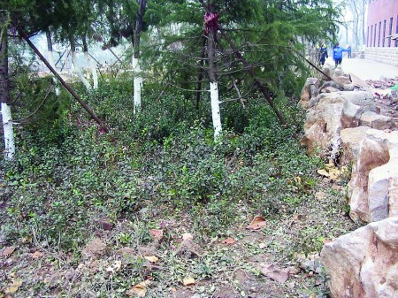 偠t���ςȵ�Ȫ���ѽ�����һƬ�G���@�֡�