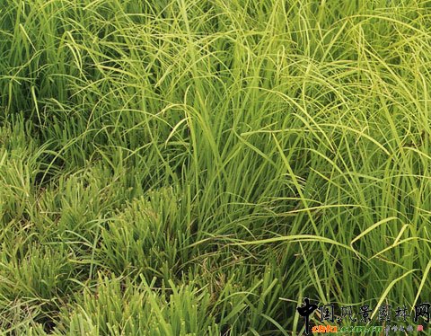 2008�걱������ľ���N--������G̦��