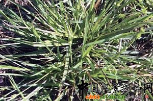 2008�걱������ľ���N���������ơ�����̦�ݺ���