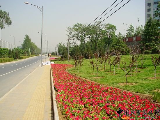 ��h�|�o·�G��ɫ�����ͷNֲ�Ļ����c���е�