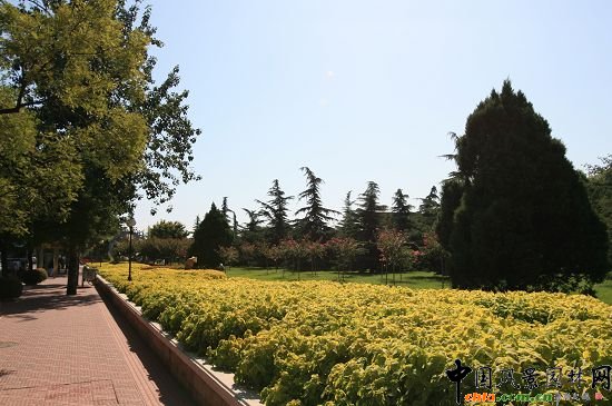 ���ܹ��@���G��ɫ�����ͷNֲ�Ļ����c���е�