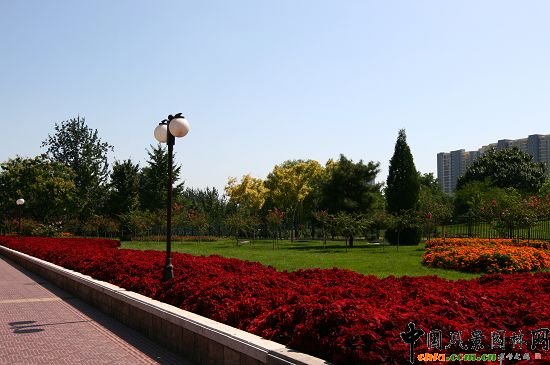 ���ܹ��@���G��ɫ�����ͷNֲ�Ļ����c���е�