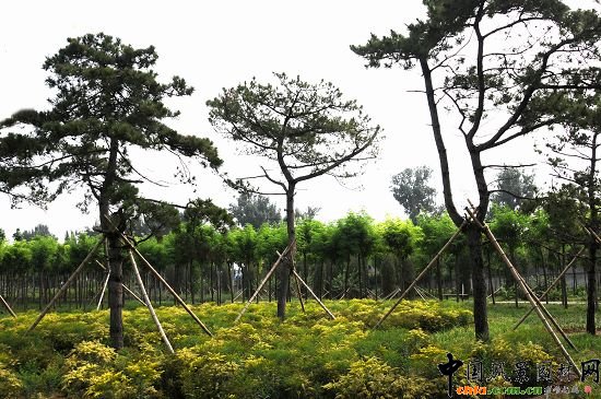 ֲ������