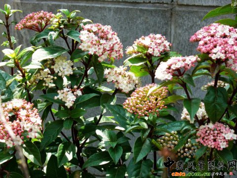 �ձ�˽��ͥԺ