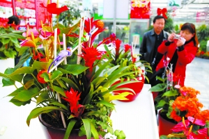 年宵花流行“混搭” 名字帶著喜氣