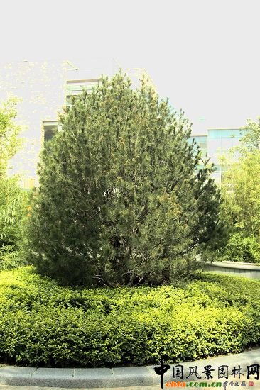 �L(zh��ng)��(sh��)ϲ��