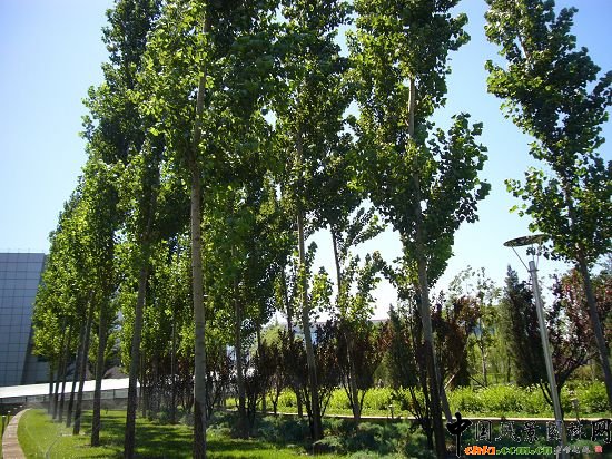 �ߴ�ė��(sh��)