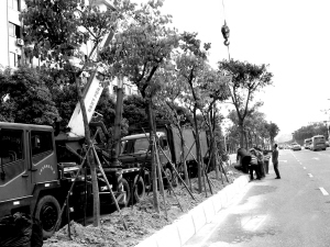 廣州:清河東路綠化帶將栽20多個品種的綠化樹