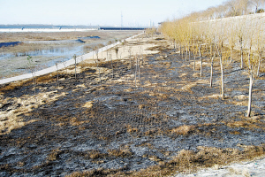 �^��ľG����������һƬ���ڡ�