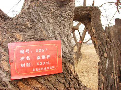 ɽ�|���ƣ�̓��600����g ���조ǧ��驈@�� 