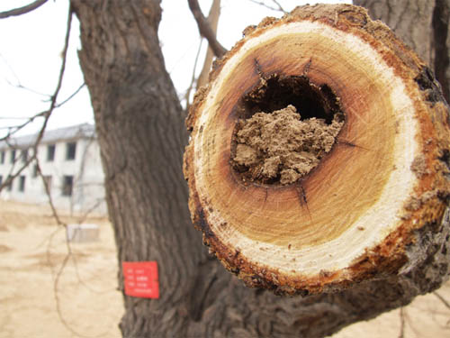 ɽ�|���ƣ�̓��600����g ���조ǧ��驈@�� 