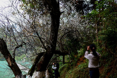 �����_��ɽ500�꺮÷�_��(�M�D)