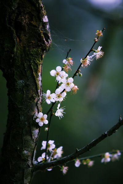 �����_��ɽ500�꺮÷�_��(�M�D)