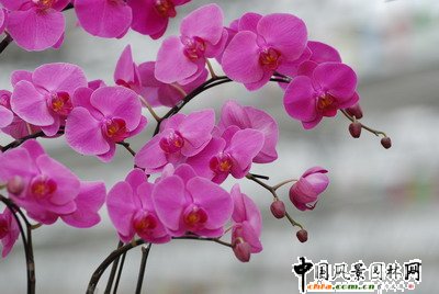 ���Č��A�|(����)������չ�N��(hu��)�e�k