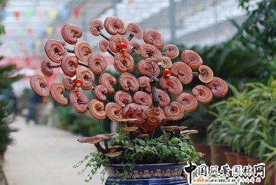 ���Č��A�|(����)������չ�N��(hu��)�e�k