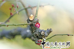 ������÷���躮���(�D)