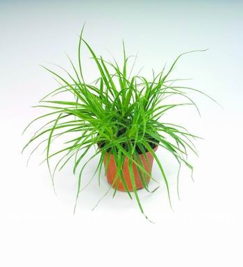 �������^�p����Ʒ�N��B(�M�D)�ؗ�÷