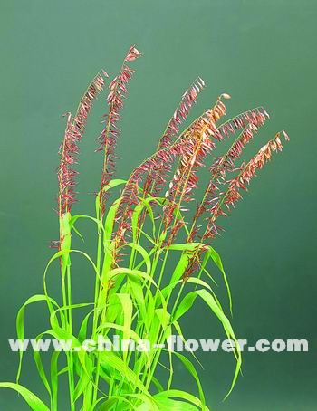 多年生觀賞草新品種介紹(組圖)蜜糖草‘紅尖頂’