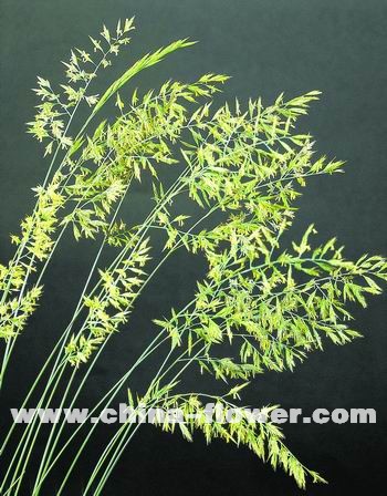 �������^�p����Ʒ�N��B(�M�D)�{��é