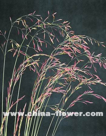 �������^�p����Ʒ�N��B(�M�D)��é