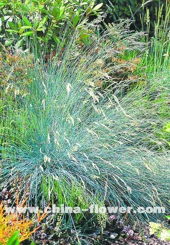 �������^�p����Ʒ�N��B(�M�D)����é���{����