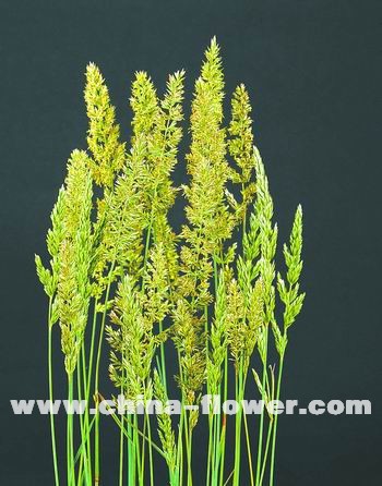 �������^�p����Ʒ�N��B(�M�D)�{�G�l��