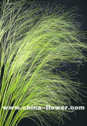 �������^�p����Ʒ�N��B(�M�D)�é���鼆��